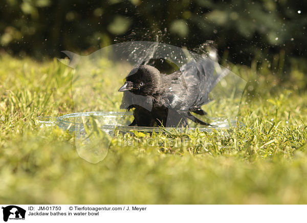 Dohle badet in Wasserschale / Jackdaw bathes in water bowl / JM-01750