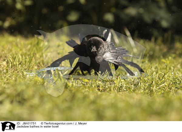 Dohle badet in Wasserschale / Jackdaw bathes in water bowl / JM-01751