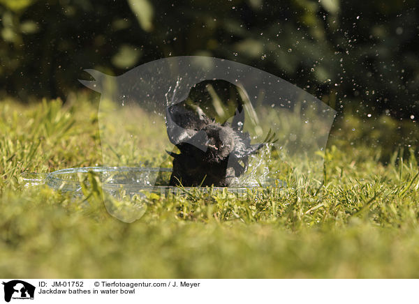 Dohle badet in Wasserschale / Jackdaw bathes in water bowl / JM-01752