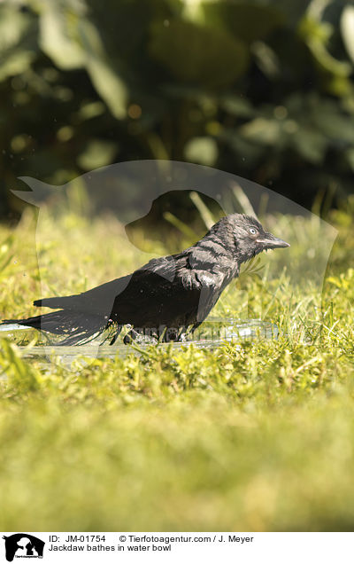 Dohle badet in Wasserschale / Jackdaw bathes in water bowl / JM-01754