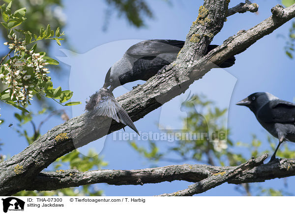 sitzende Dohlen / sitting Jackdaws / THA-07300