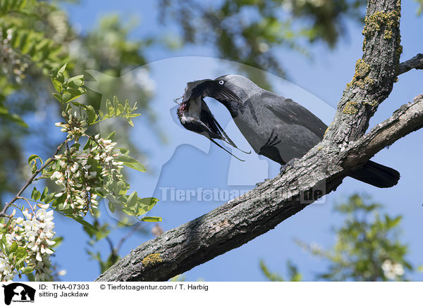 sitzende Dohle / sitting Jackdaw / THA-07303