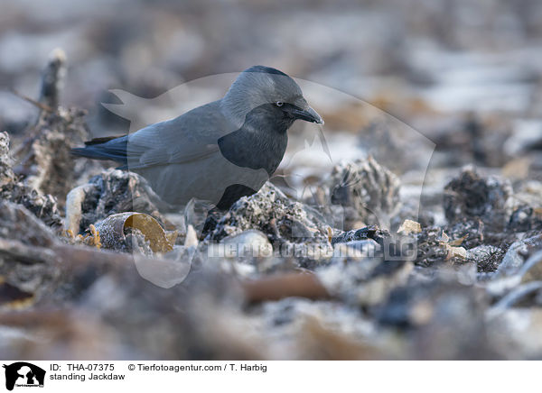 stehende Dohle / standing Jackdaw / THA-07375