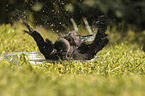 Jackdaw bathes in water bowl