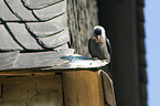 sitting Jackdaw