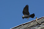 flying Jackdaw