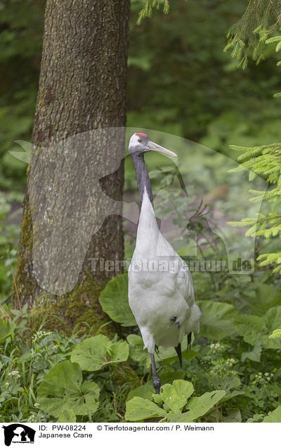 Mandschurenkranich / Japanese Crane / PW-08224