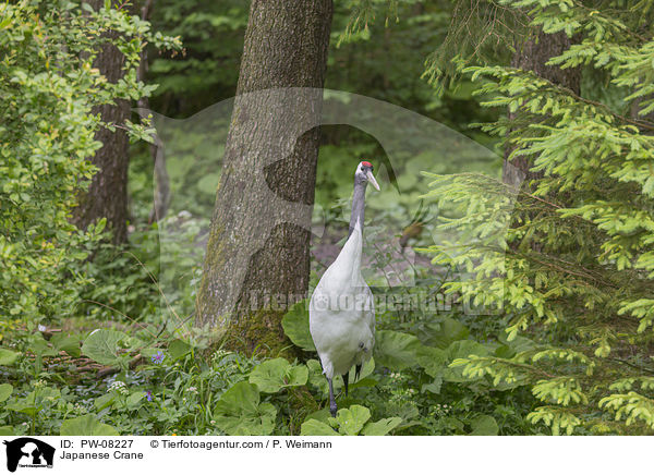 Mandschurenkranich / Japanese Crane / PW-08227