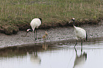 red-crowned cranes