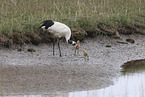 red-crowned cranes