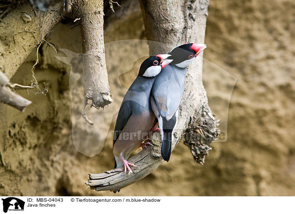 Java finches / MBS-04043