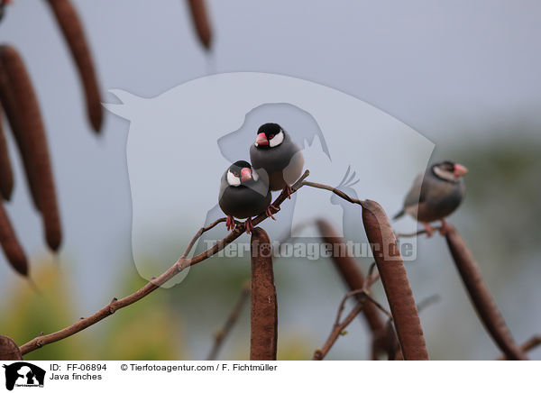 Reisfinken / Java finches / FF-06894