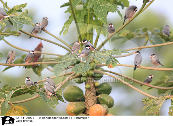 Java finches / FF-06903