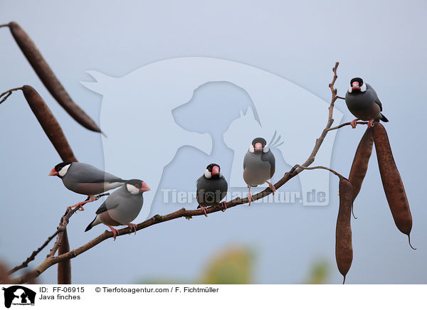 Reisfinken / Java finches / FF-06915