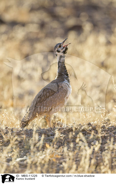 Karoo bustard / MBS-11226