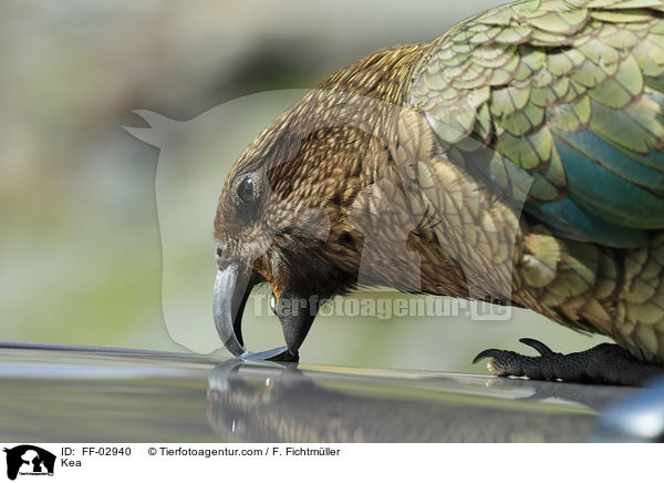 Kea Bergpapagei / Kea / FF-02940