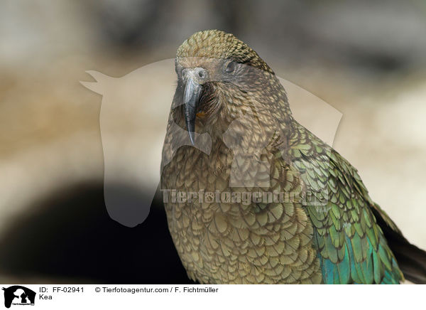 Kea / FF-02941