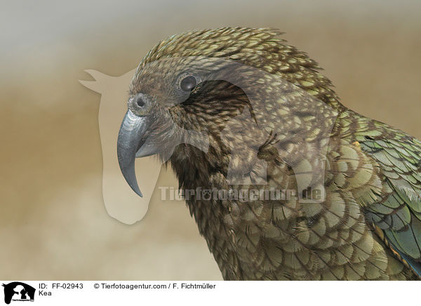 Kea Bergpapagei / Kea / FF-02943