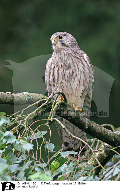 common kestrel / AB-01126