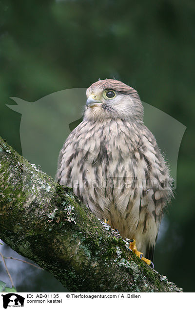 Turmfalke / common kestrel / AB-01135