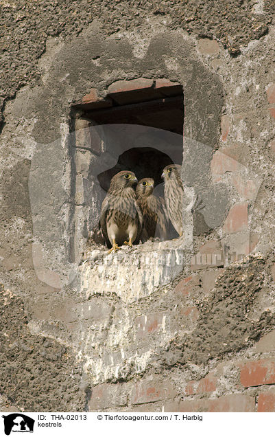 Turmfalken / kestrels / THA-02013