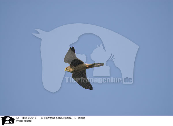 fliegender Turmfalke / flying kestrel / THA-02018