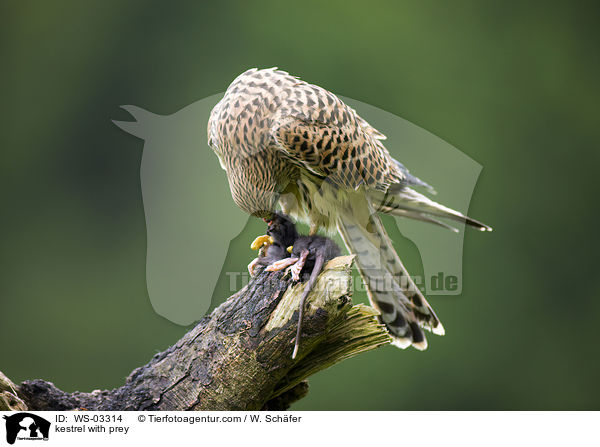 Turmfalke mit Beute / kestrel with prey / WS-03314