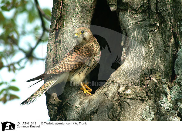 Common Kestrel / AT-01313