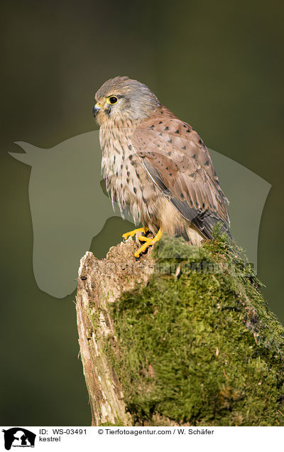 kestrel / WS-03491