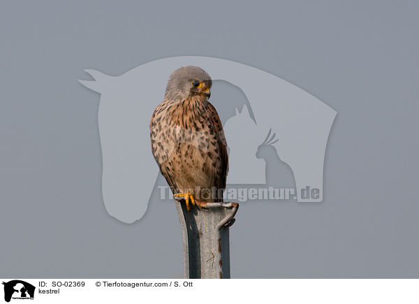 Turmfalke / kestrel / SO-02369