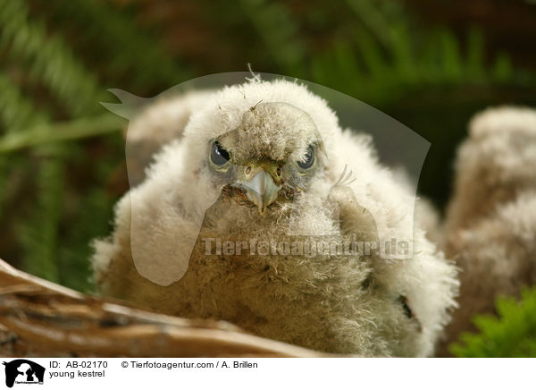 young kestrel / AB-02170