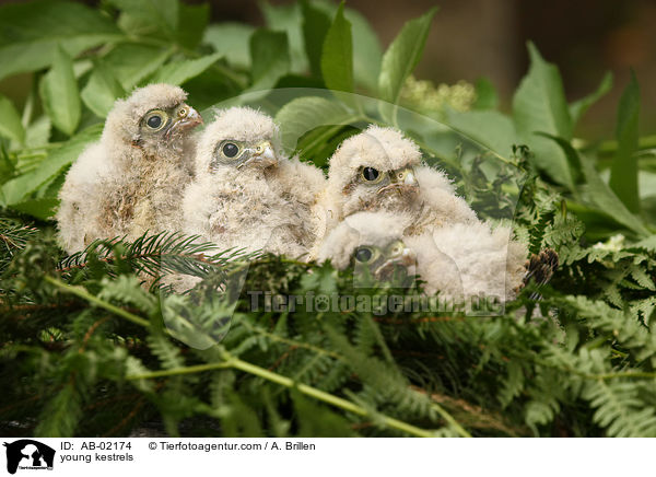 junge Turmfalken / young kestrels / AB-02174