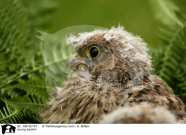 junger Turmfalke / young kestrel / AB-02191