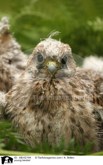 junger Turmfalke / young kestrel / AB-02194