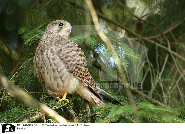 kestrel / AB-02208