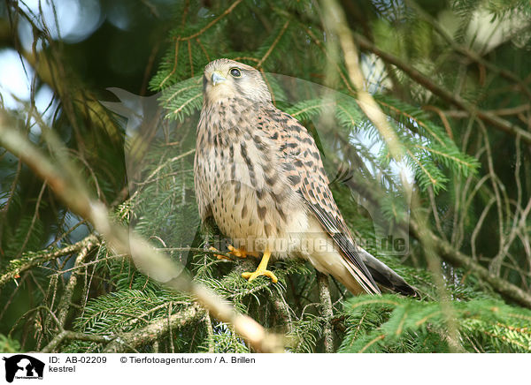 kestrel / AB-02209