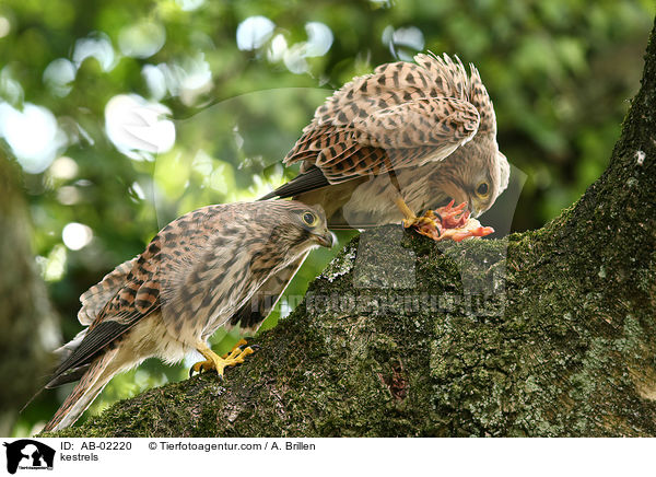 kestrels / AB-02220