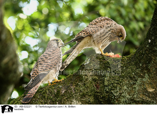 kestrels / AB-02221