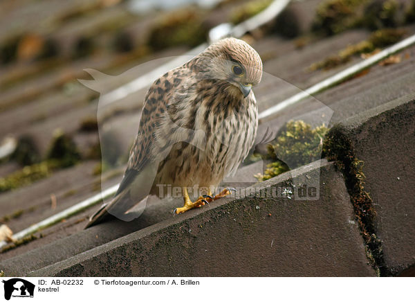 kestrel / AB-02232