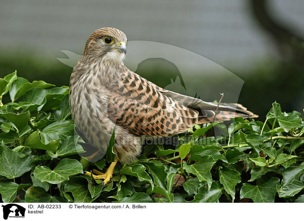 kestrel / AB-02233