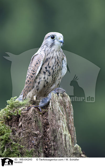 kestrel / WS-04240