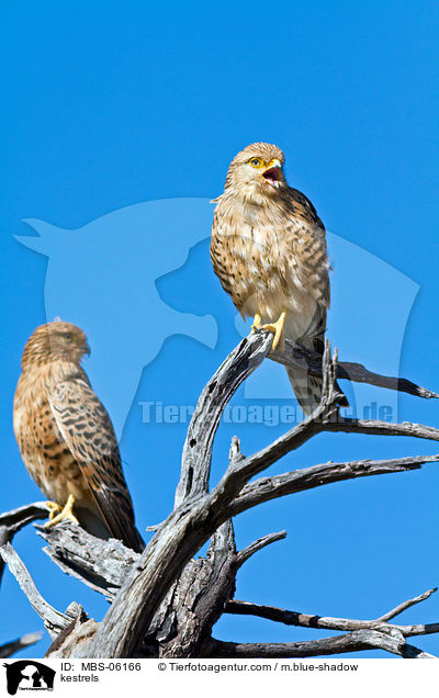 Turmfalken / kestrels / MBS-06166