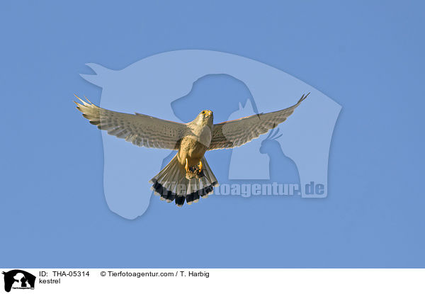 Turmfalke / kestrel / THA-05314