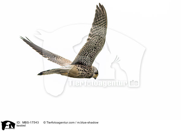 kestrel / MBS-17543