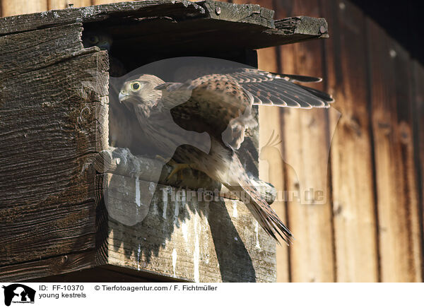 young kestrels / FF-10370