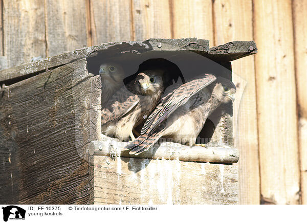 junge Turmfalken / young kestrels / FF-10375