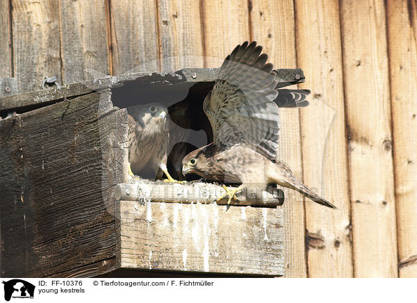 junge Turmfalken / young kestrels / FF-10376