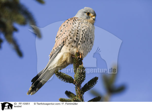 Turmfalke / kestrel / FF-10951