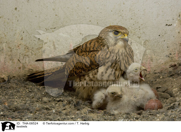 Turmfalken / kestrels / THA-08524