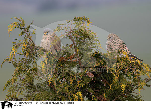 Turmfalken / kestrels / THA-08649